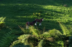 These two gorgeous Clydesdales belong to the neighbour 