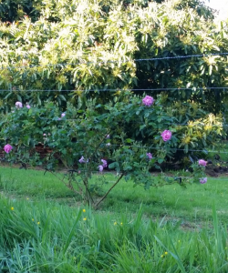 The neighbour is creating a beautiful fence of roses in front of the avocado trees.