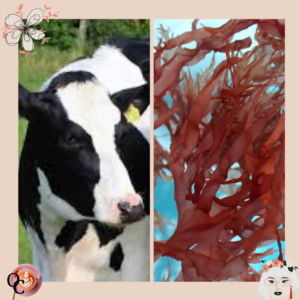 red seaweed for cows