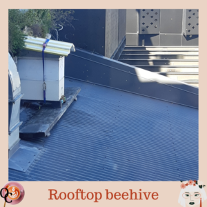 rooftop beehive